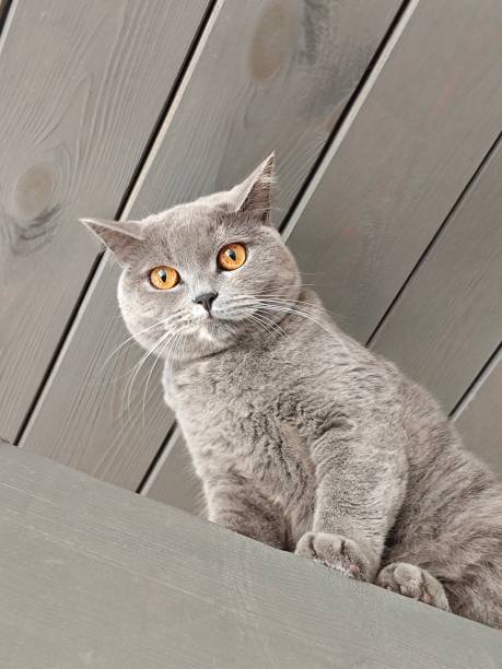 istock gray British cat sits on a beam under the ceiling 1672075716