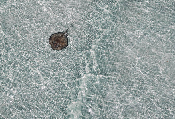 4k drone view of Spotted Eagle Ray in Florida swimming in clear waters
