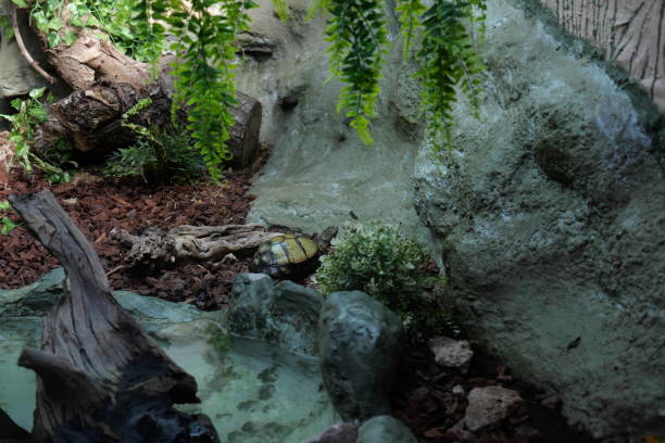 istock Tortoise walking amongst the rocks and trees 1672083224