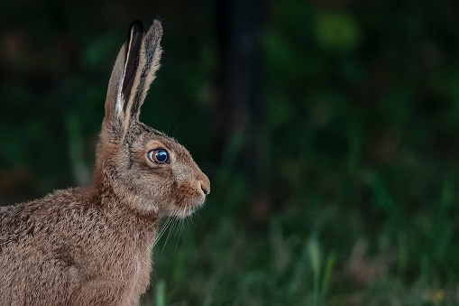 Hare portrait
