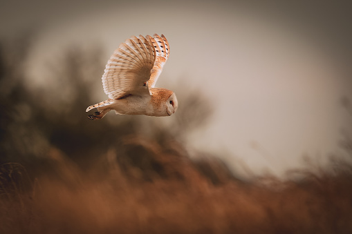 Barn owl flying past on the hunt