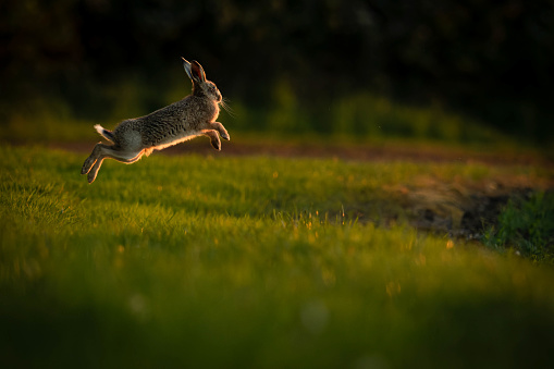 Hare junping across a field