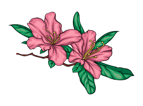 flowering branch of rhododendron, hibiscus, chinese rose with flowers and leaves. color vector illustration