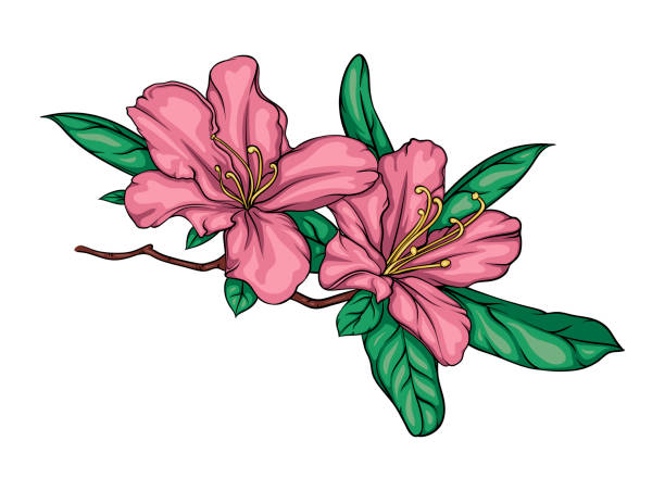 1,600+ Rhododendron Stock Illustrations, Royalty-Free Vector Graphics ...