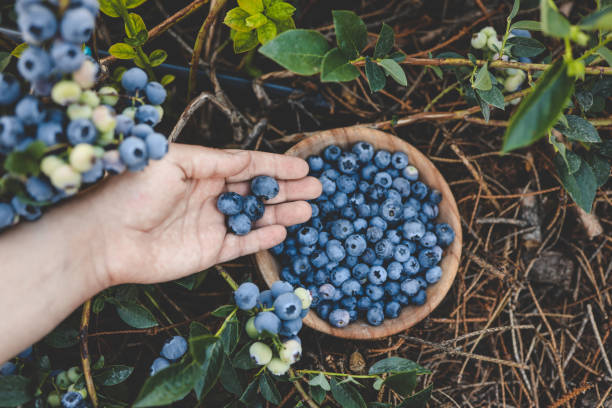 istock Blueberry picking, hands and juicy berry top view 1672102580