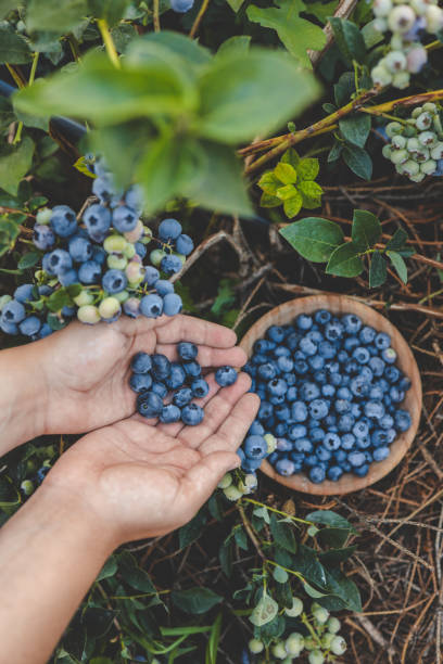 istock Blueberry picking, hands and juicy berry top view 1672102581