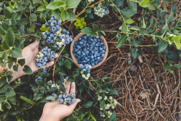 istock Blueberry picking, hands and juicy berry top view 1672102582