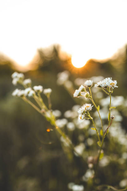 istock Daisies on the field at sunset, beautiful summer background 1672105251