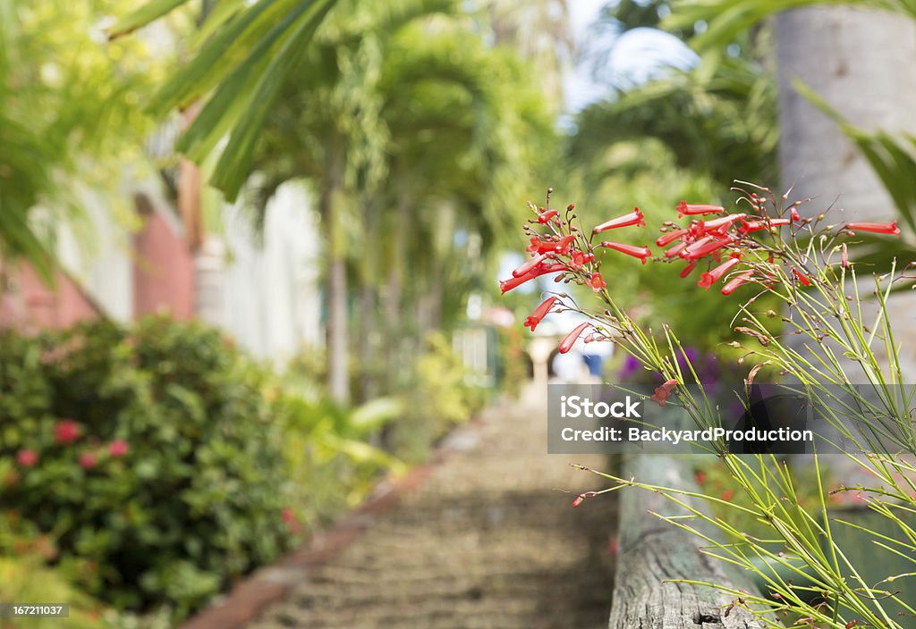 Słynne 99 kroki Charlotte Amalie - Zbiór zdjęć royalty-free (Architektura)