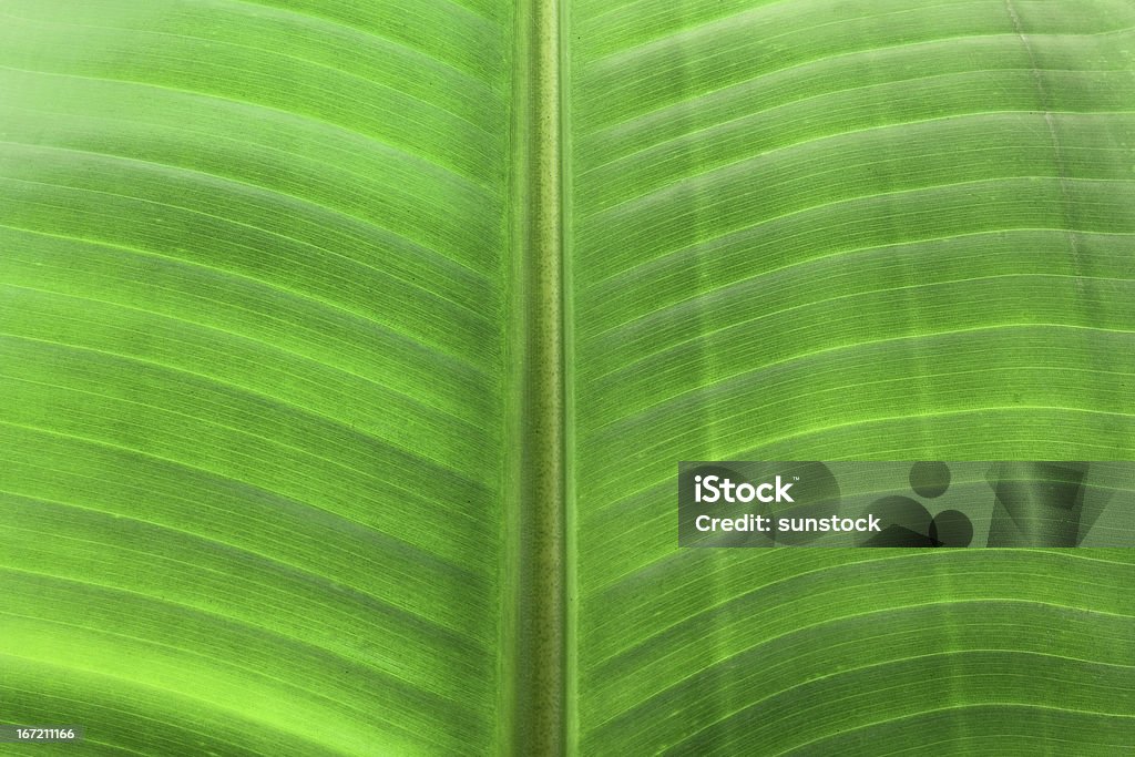 Folha de palmeira - Royalty-free Botânica - Ciência de plantas Foto de stock