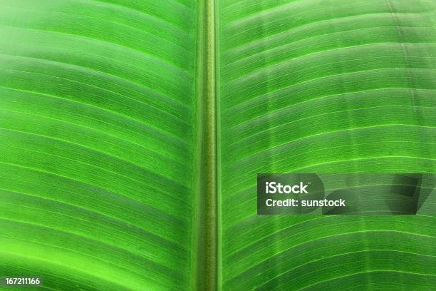 Folha De Palmeira - Fotografias de stock e mais imagens de Botânica - Ciência de plantas - Botânica - Ciência de plantas, Flora, Folha