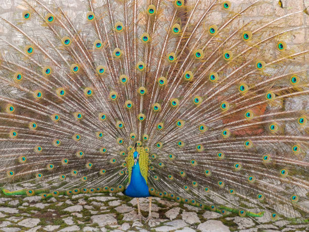 istock peacock with open plumage poses proudly 1672112354