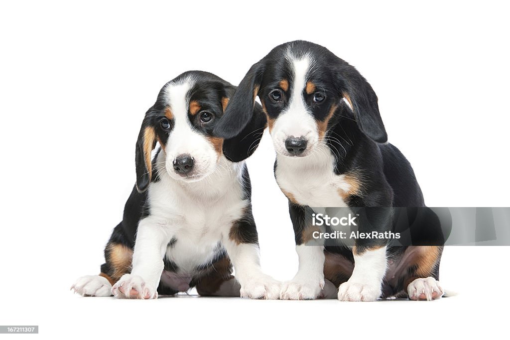 Zwei Welpen - Lizenzfrei Dackel Stock-Foto