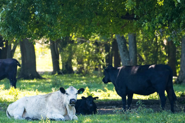 istock Cattle in pasture 20230909_ALX_6769 1672114479