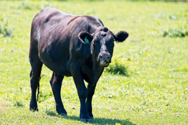 istock Cattle in pasture 20230909_ALX_6768 1672114526