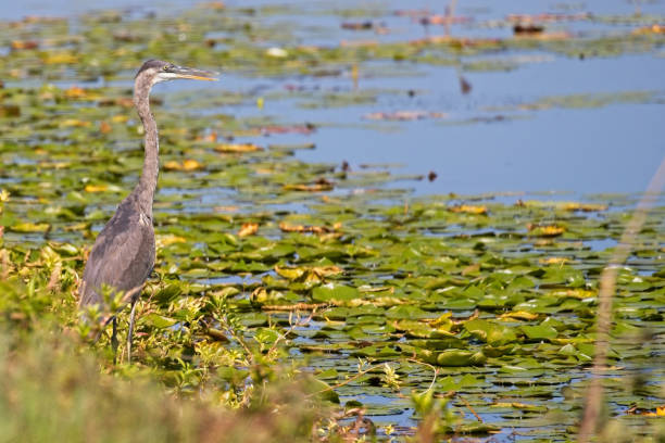 istock Great Blue Heron 20230909_ALX_7014 1672115019