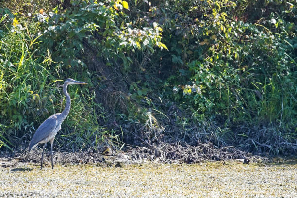 istock Great Blue Heron 20230909_ALX_6988 1672115020