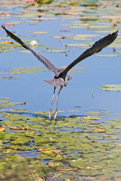 istock Great Blue Heron 20230909_ALX_7034 1672115024