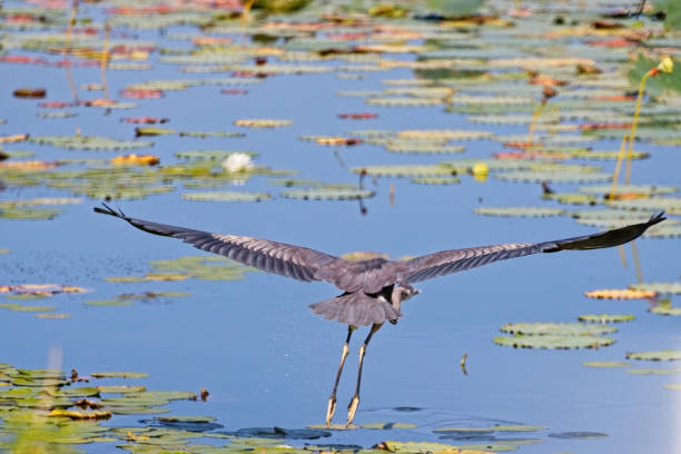istock Great Blue Heron 20230909_ALX_7035 1672115026