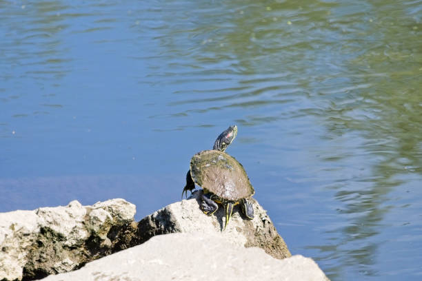 Red-eared turtle swim near the shore of the pond with turquoise water. Red-eared slider, Trachemys scripta elegans, swimming. Wildlife animal.