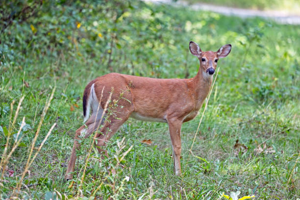 istock Whitetail Deer 20230909_ALX_6850 1672115573