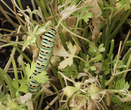 A larva of MACAON (Papilio machaon), a stupendous European butterfly which, when young, loves parsley, fennel and lemon