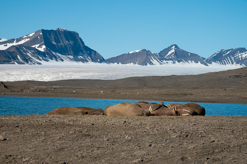 Lively walrus (Odobenus rosmarus) colony on the shores of Isfjorden, Svalvard, Norway.