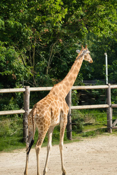 istock The West African giraffe in the Paris zoologic park 1672127598