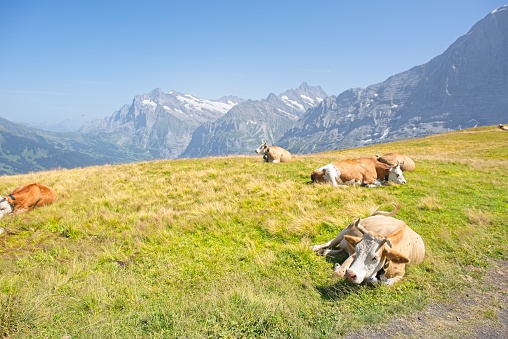 Swiss cows on an alpine pasture near Grindelwald