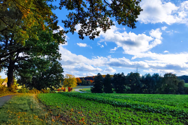 Field and trees with the blue sky in autumn