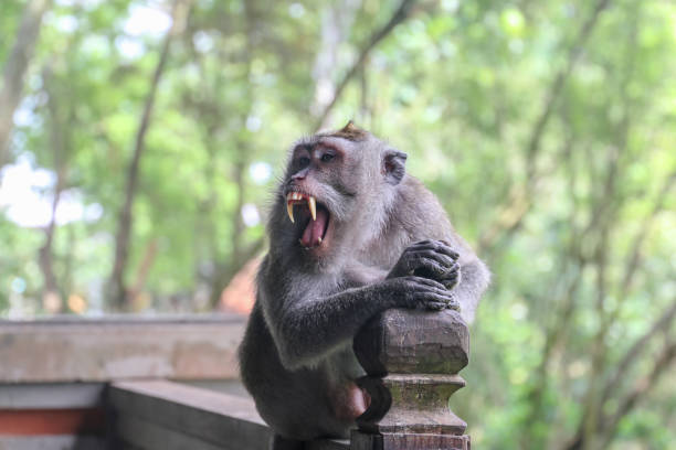 Monkey from the Bali forest showing its teeth. Large pointed white tusks of the monkey in aggressive attitude in Southeast Asia in Indonesia