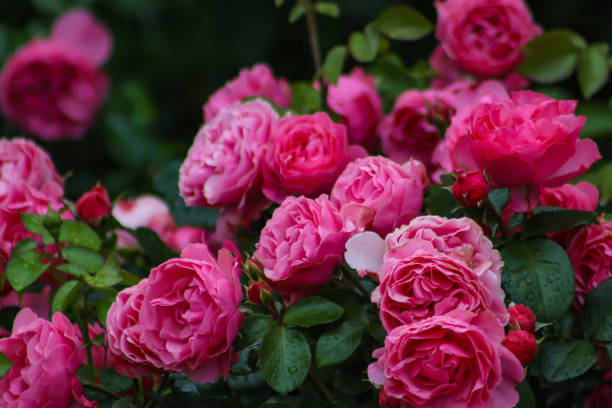 istock Rosa Leonardo da Vinci in the garden 1672144296