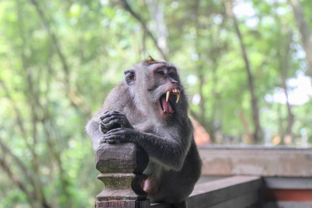 istock Monkey from the Bali forest showing its teeth. Large pointed white tusks of the monkey in aggressive attitude in Southeast Asia in Indonesia 1672151918