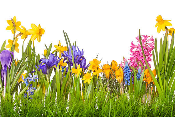 fiori di primavera - hyacinth flower vase daffodil foto e immagini stock
