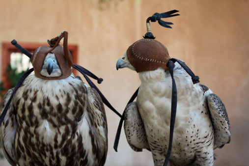 Hooded Falcons in Abu Dhabi