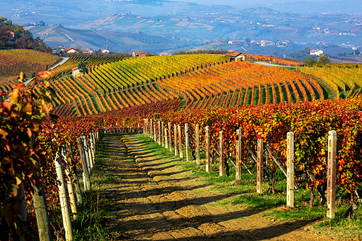 Rows of the colorful autumnal vineyards on the hills of Langhe in Piedmont, Italy.