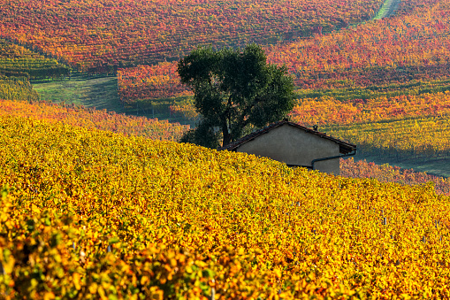 Autumnal vineyards with yellow leaves and small rural house on background in Piedmont, Italy.
