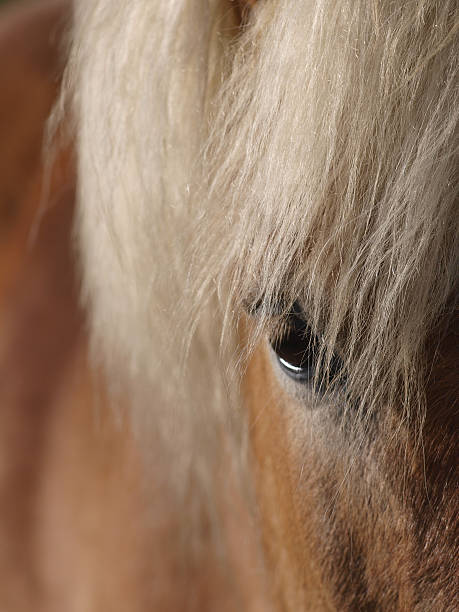 istock Abstract of a pretty horses face 167216122
