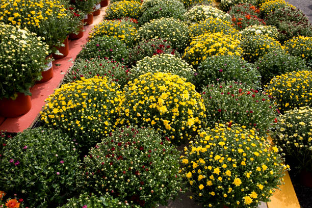 Chrysanthemums on sale at outdoor market Chrysanthemums on sale in early fall at an outdoor market. flower market morning flower selling stock pictures, royalty-free photos & images