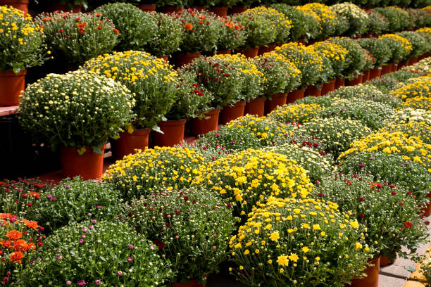 colorful chrysanthemum field overflowing with mixed blooms and foliage, market spread, variety of tones, harvest energy and retail