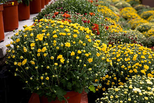 Chrysanthemums on sale in early fall at an outdoor market.