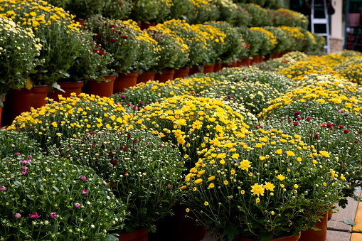 Chrysanthemums on sale in early fall at an outdoor market.