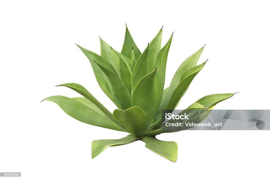 Planta Agave isolada no branco - Foto de stock de Agave royalty-free