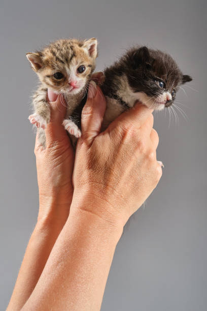 manos de mujer sosteniendo dos gatitos recién nacidos. - protection domestic cat animal head cub fotografías e imágenes de stock