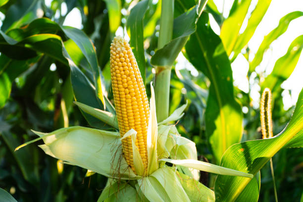 istock Yellow big corn in a corn field. Sweet juicy corn close-up 1672169202