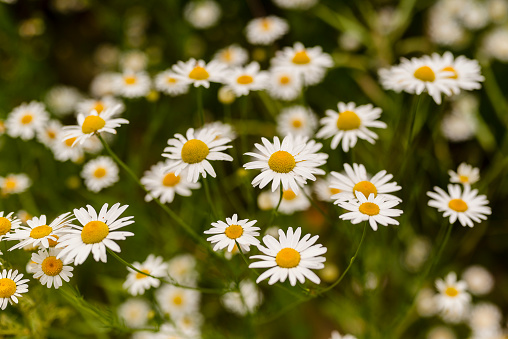 White and yellow blossoms of flowering chamomile, a widely known medicinal herb, shine on a green background