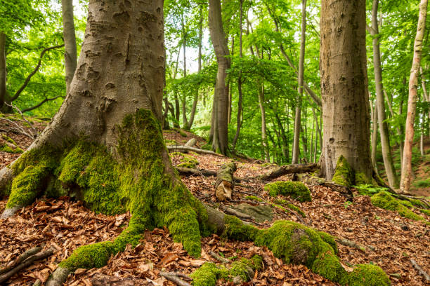 istock Trunks old of mighty old beech trees in a forest 1672181938