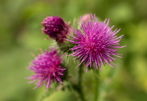 Macro shot of a purple flowering spiny plumeless thistle (Carduus acanthoides)