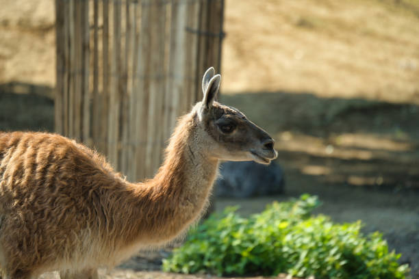 Vikuna (Lama vicugna), in the Paris zoologic park, France, formerly known as the Bois de Vincennes, 12th arrondissement of Paris, which covers an area of 14.5 hectares