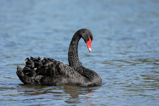 Black swan, Cygnus atratus,